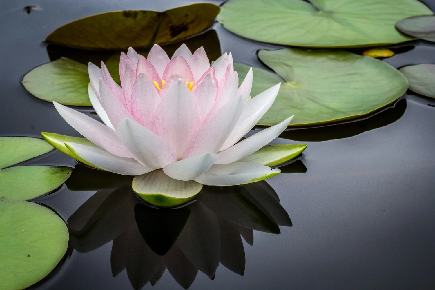 A lotus flower resting on still water